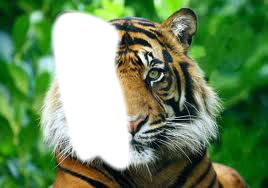 Tête mi-tigre mi-humain Fotomontaggio
