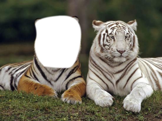 les tigres Photomontage