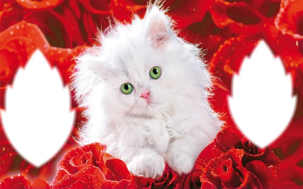 Pretty Kitten Fotomontage
