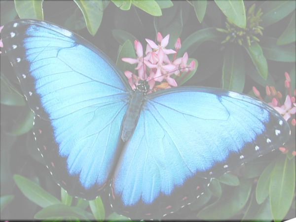 farfalla Fotomontaža