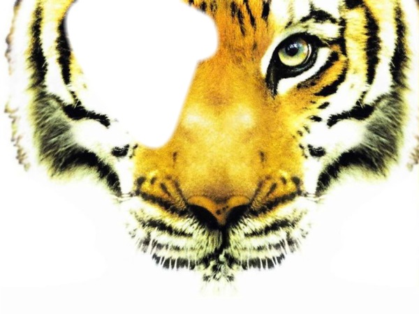 tête de tigre 2 Photo frame effect
