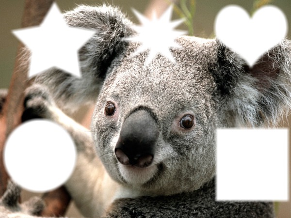 jaime les  koala Фотомонтаж