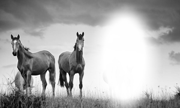 chevaux noir et blanc Fotomontažas