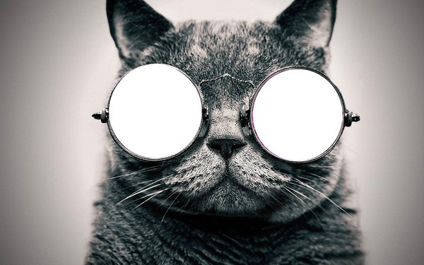 Cool Cat Fotomontaż