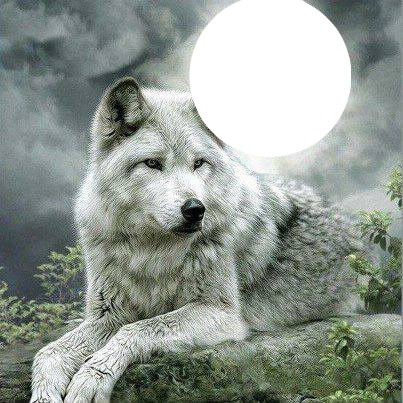 moon over wolfe Montaje fotografico