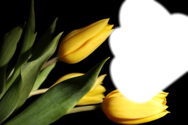 tulipes Photomontage