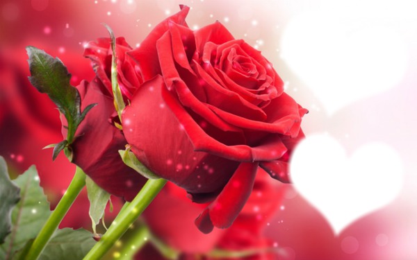 roses rouge Фотомонтаж
