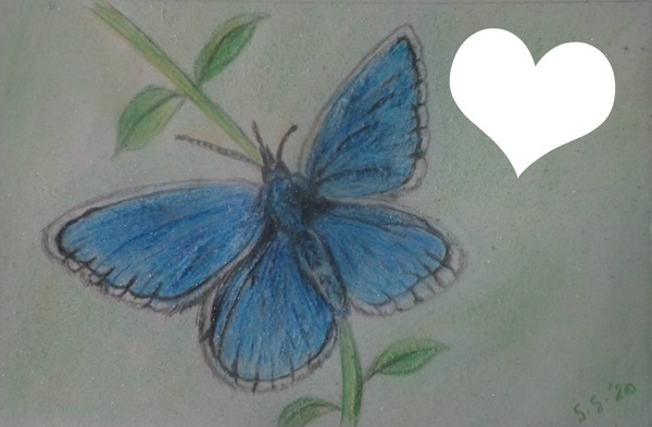 Argus papillon bleu dessin fait par Gino GIBILARO フォトモンタージュ