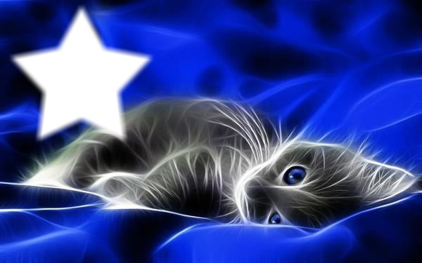 chat étoile Фотомонтаж