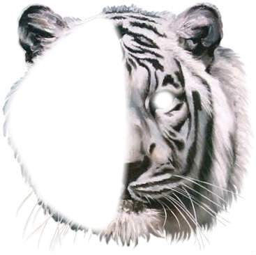 tete de tigre Photomontage