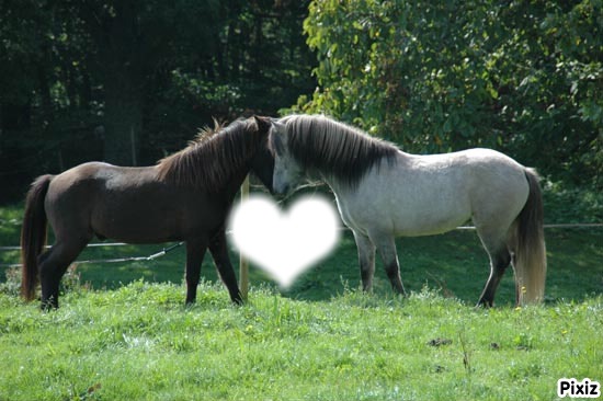 couple cheval Photo frame effect
