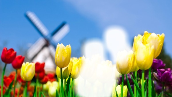 tulip Photomontage