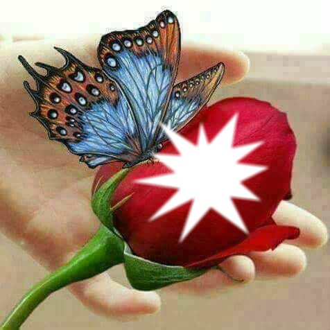 Rosa roja con mariposa Fotomontáž