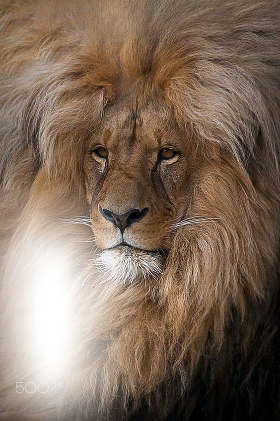 lion Фотомонтажа