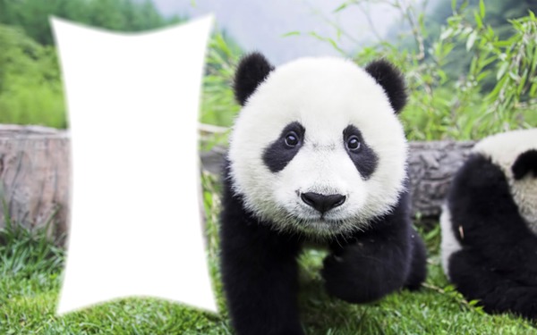 petit panda Fotomontáž
