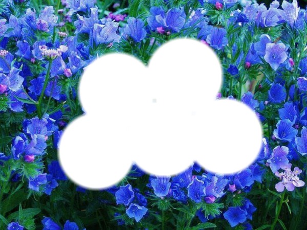 fleurs bleue Valokuvamontaasi