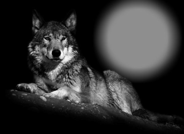 волк Fotomontaža