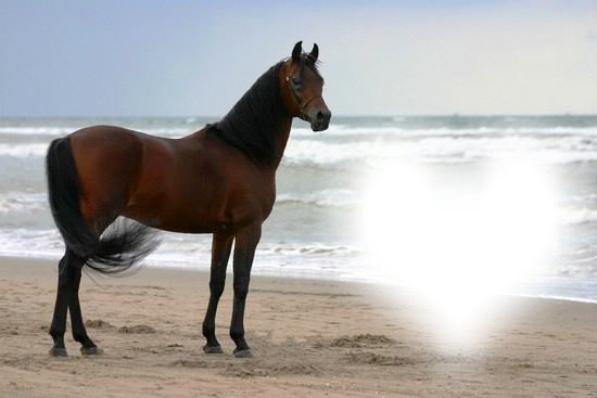 chevaux arabe Montaje fotografico