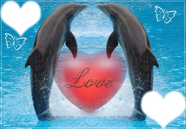 dauphins love 2 cadres coeur Fotomontažas