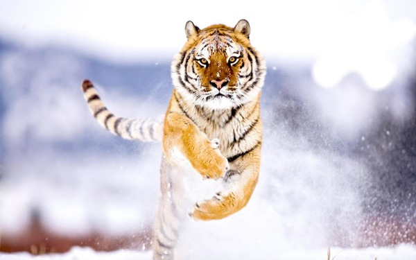Tigre blanc Fotomontažas