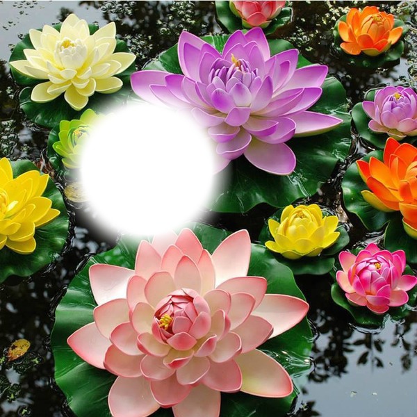 flor de loto Fotomontaža
