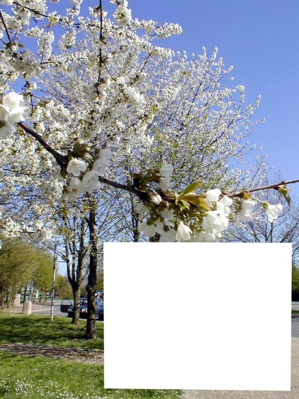 Spring-Blooming trees. printemps Valokuvamontaasi