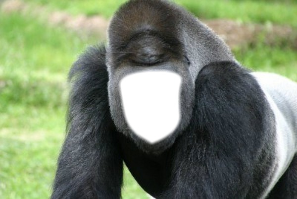 gorille Fotomontage
