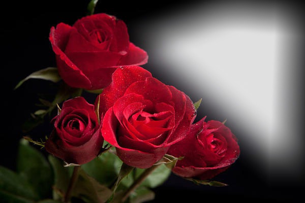 червени рози Photo frame effect
