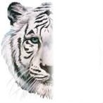 tête tigre Photomontage