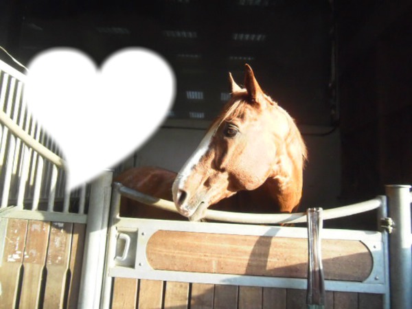 Love Horse Fotomontaż