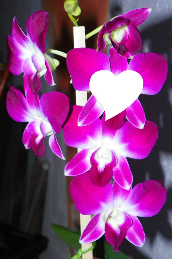orquidea Fotomontáž