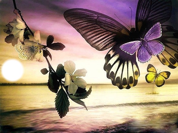 Sunset and Buterfly Photo frame effect