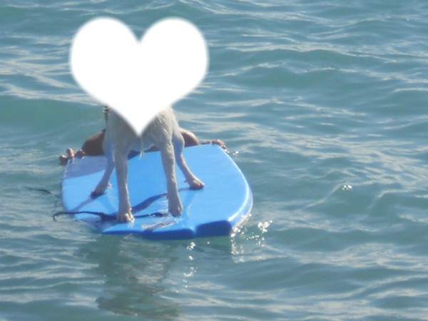 chien surfeur Photo frame effect