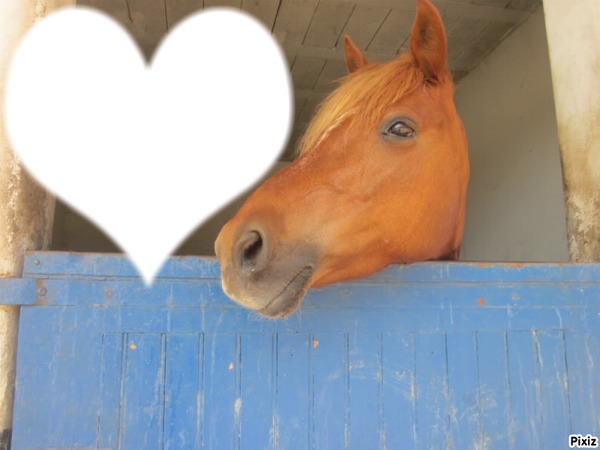 ♥ cheval Photo frame effect