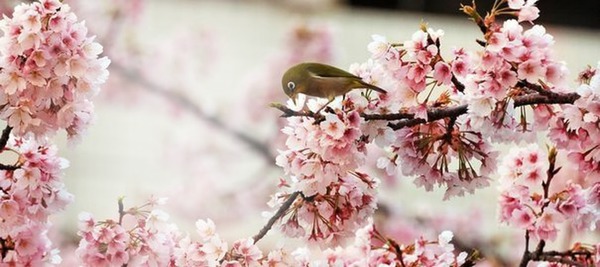 cerisier du japon oiseau Фотомонтажа
