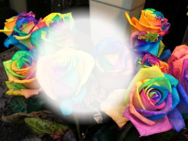 rainbow roses Montage photo