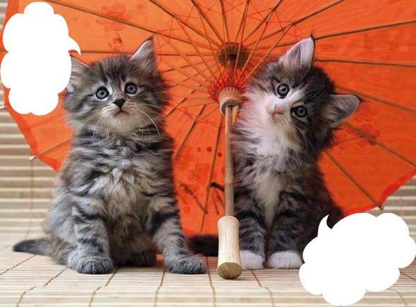 2 chatons sous une ombrelle 2 photos cadres Photomontage