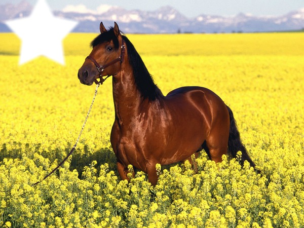 Le cheval dans la prairie Montage photo