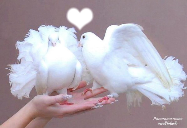 amour de colombes Φωτομοντάζ