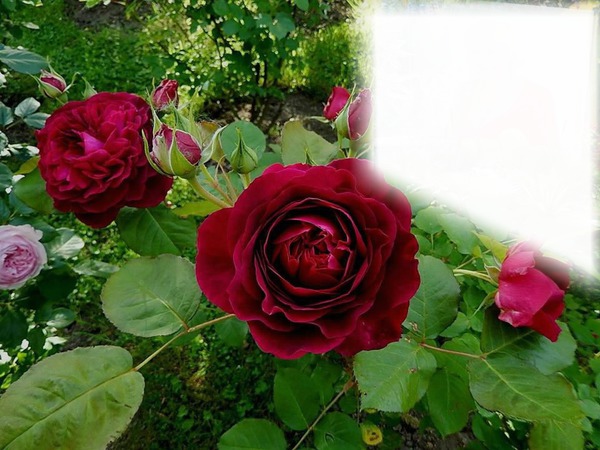 Jardin de Roses rouge Montaje fotografico