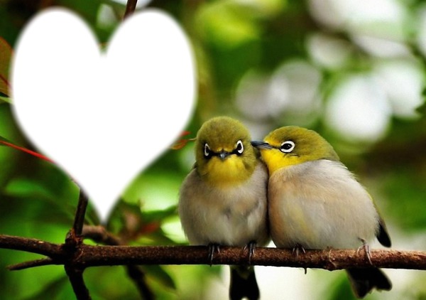 Nature - oiseaux amoureux Montaje fotografico