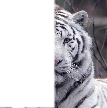 Moitier tigre moitier toi Photo frame effect