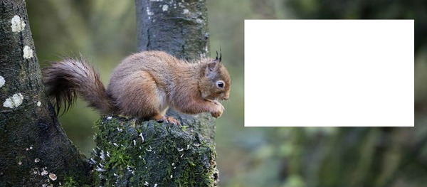 L' écureuil Fotomontagem