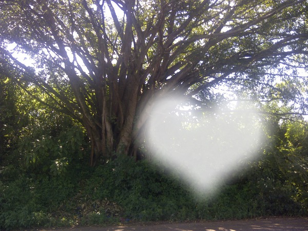 Tree Photo frame effect