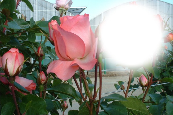 Roses Fotoğraf editörü