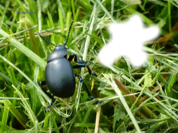 le scarabé Fotomontaža