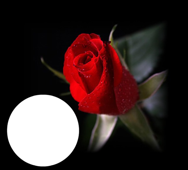 róża Fotomontaż