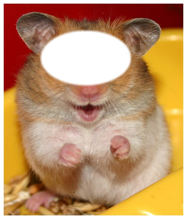 hamster Fotomontāža
