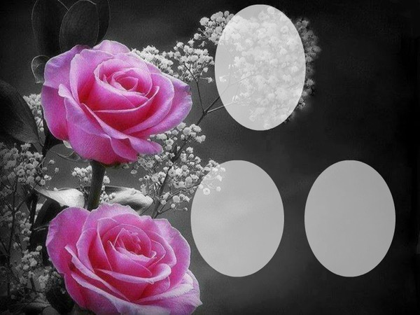 Rosas Fotomontasje