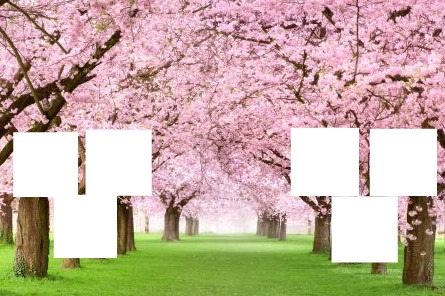 Cerisiers en fleurs Фотомонтаж